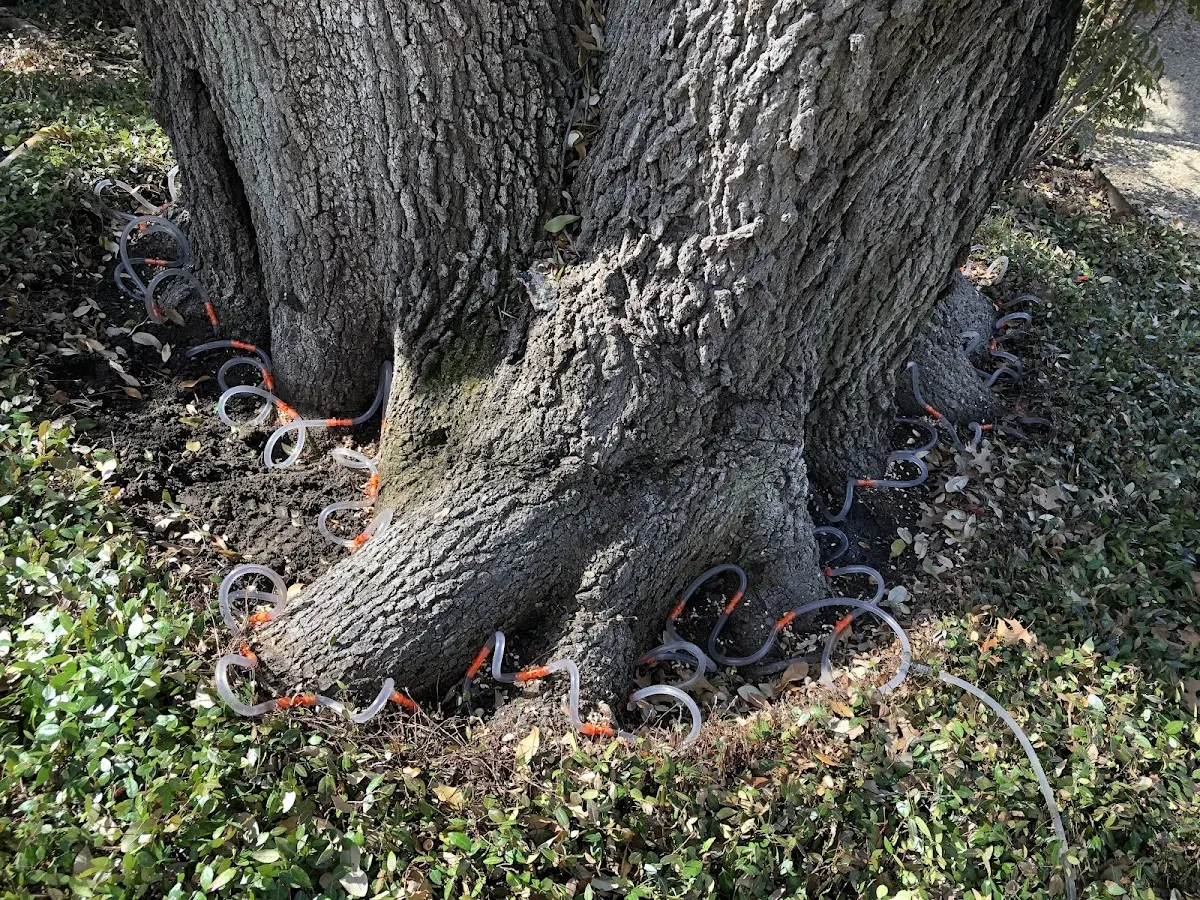 Detailed Tree Cabling and Bracing job site in Waitsfield