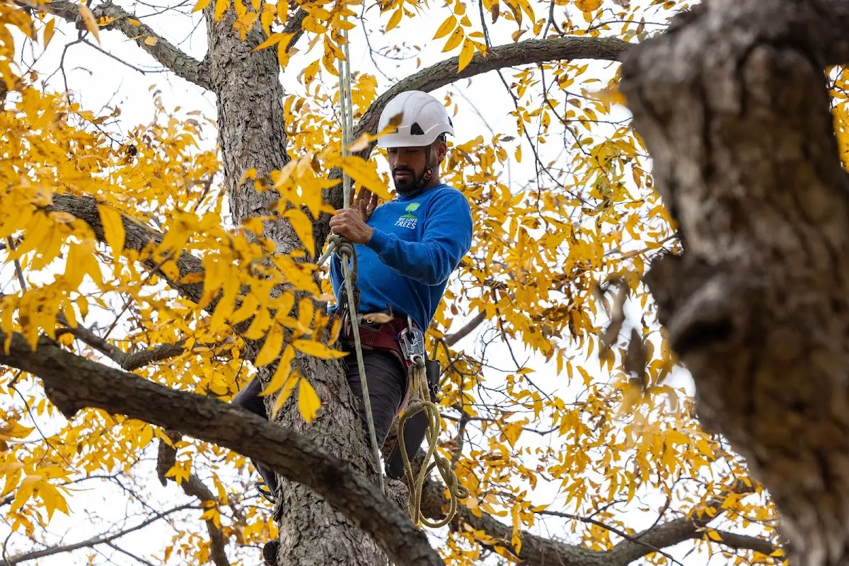 Skilled Tree Planting crew working in Waitsfield